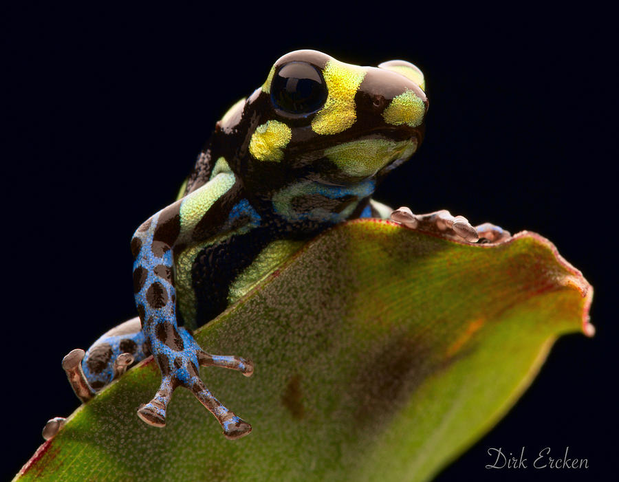 Jungle Photograph - Poison Arrow Frog #2 by Dirk Ercken