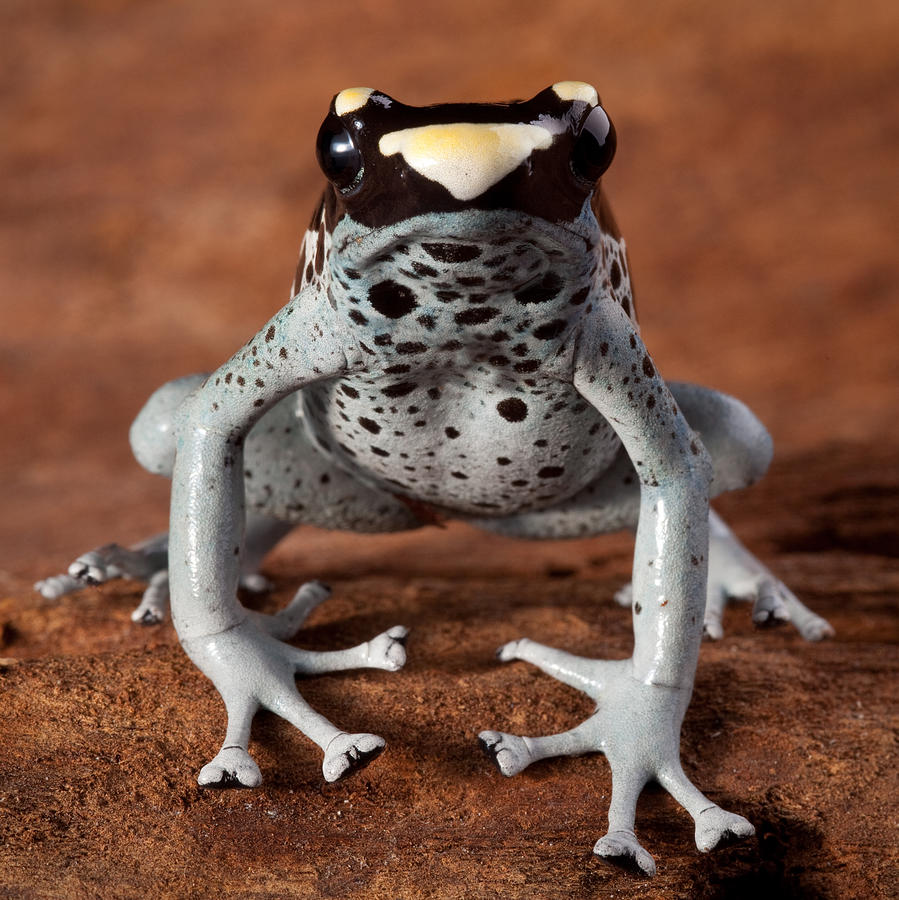 Poison Dart Frog Photograph by Dirk Ercken | Fine Art America