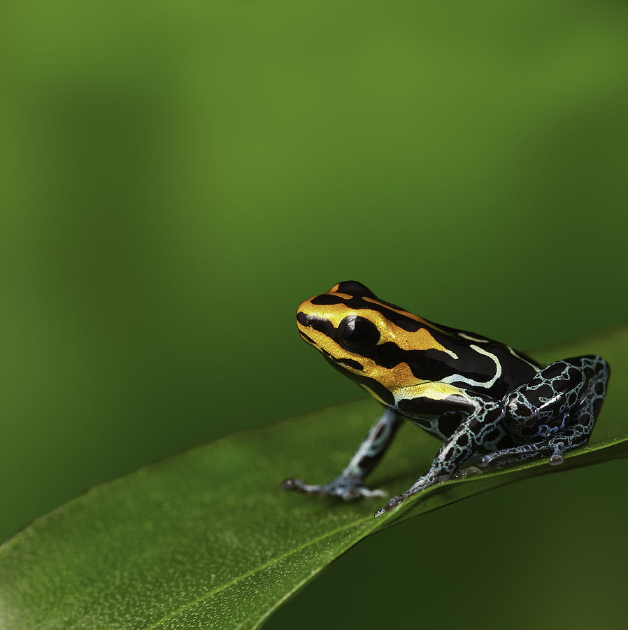 Poison Frog #2 Photograph by Dirk Ercken