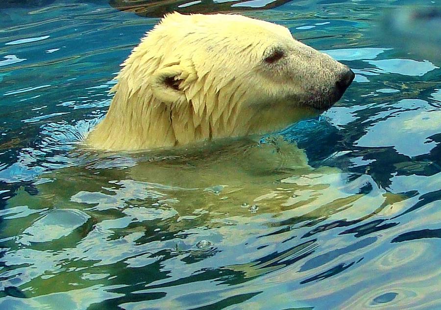 Polar Bear Photograph by Anthony Seeker