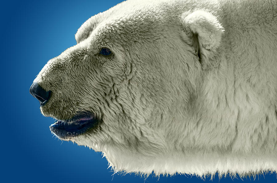 Polar Bear #8 Photograph by Brian Stevens