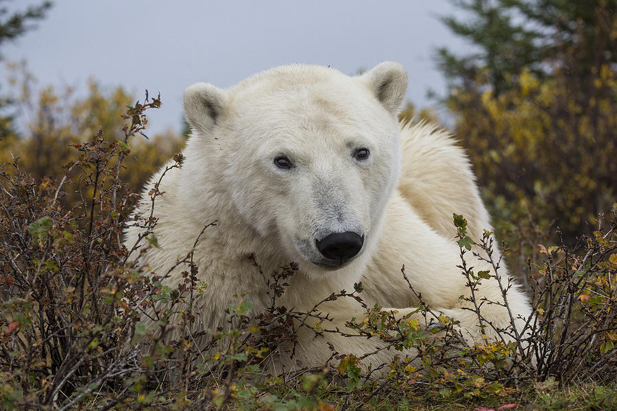 Polar Bear Churchill Manitoba Canada #3 Photograph by Matthias Breiter
