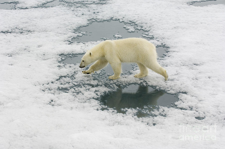 Polar Bear Crossing Ice Floe #2 Photograph by John Shaw