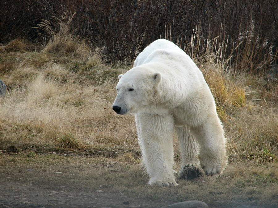 Polar Bear #2 Photograph by David Matthews