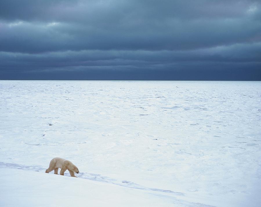 Nature Photograph - Polar Bear #2 by David Woodfall Images/science Photo Library