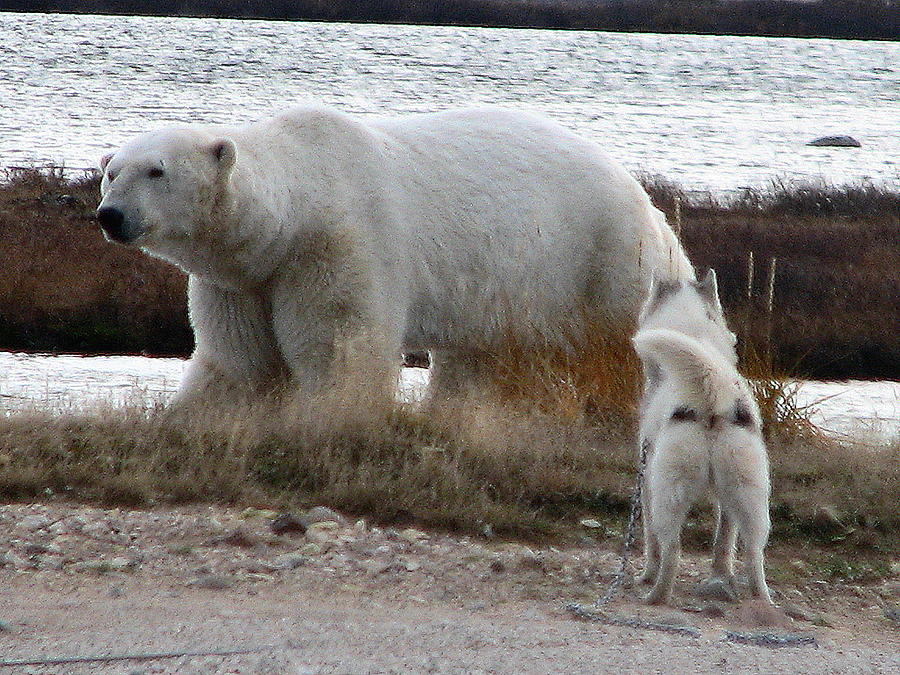 Polar Bear dog #2 Photograph by David Matthews