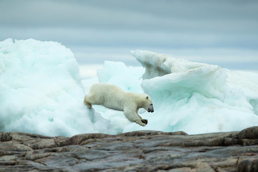 Polar Bear Leaping From Icebergs Photograph by WorldFoto - Fine Art America