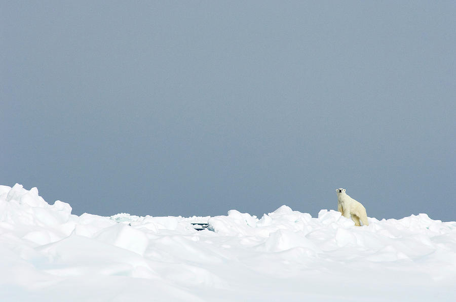 Wildlife Photograph - Polar Bear #2 by Louise Murray/science Photo Library