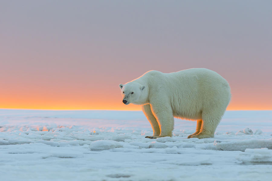 Polar Bear #2 Photograph by M. Watson