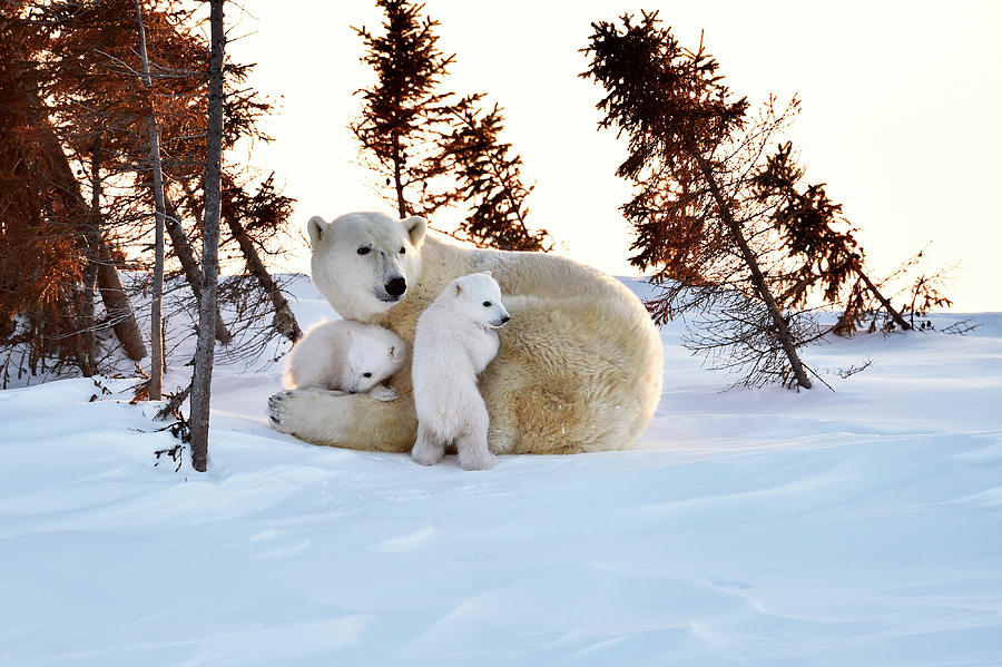 Spring Photograph - Polar Bear Mother And Cubs #2 by Dr P. Marazzi