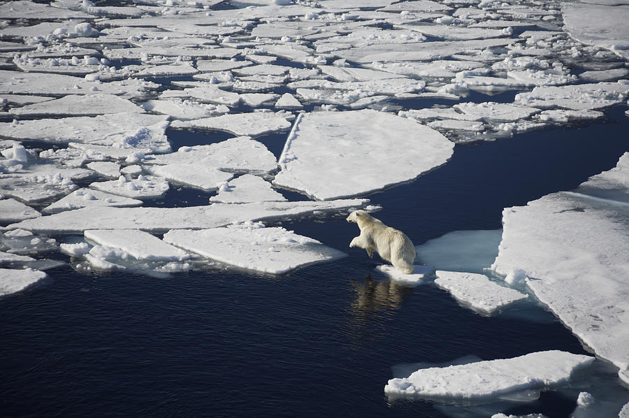 Animal Photograph - Polar Bear On Melting Sea Ice, High #2 by Paul Miles