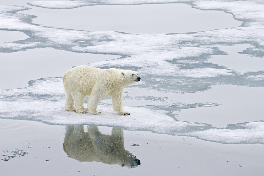 Polar Bear On Sea Ice Spitzbergen #2 Photograph by Dickie Duckett
