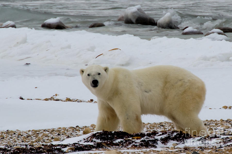 Polar Bear on the shore of Hudson Bay Photograph by Robert McAlpine