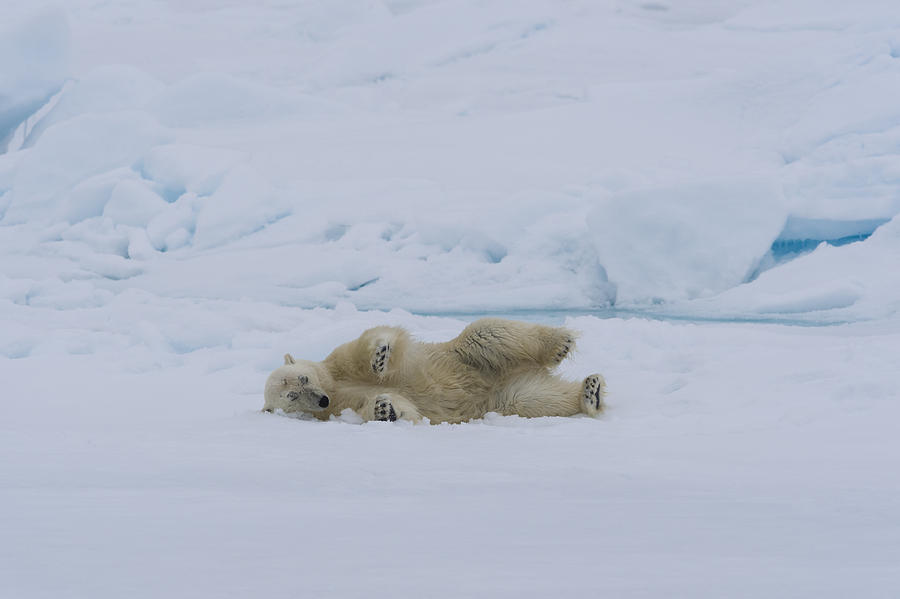 Polar Bear Rolling In Snow Photograph by John Shaw - Fine Art America