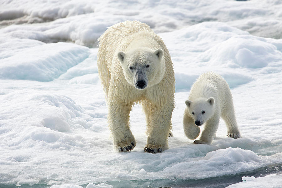 Polar Bear Sow With Young Cub High #2 Photograph by Darrell Gulin