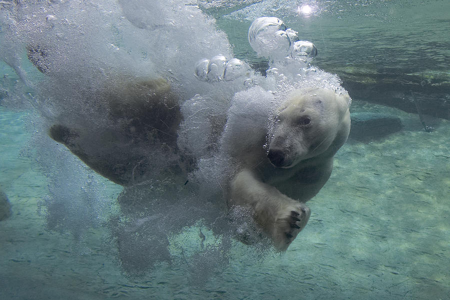 Polar Bear Swimming Underwater #2 Photograph by San Diego Zoo