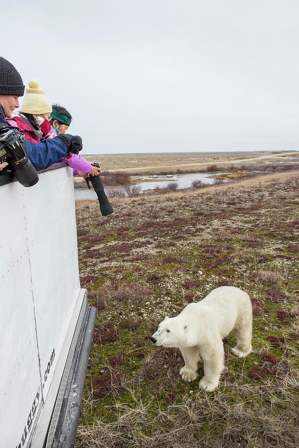 manitoba canada polar bear tour