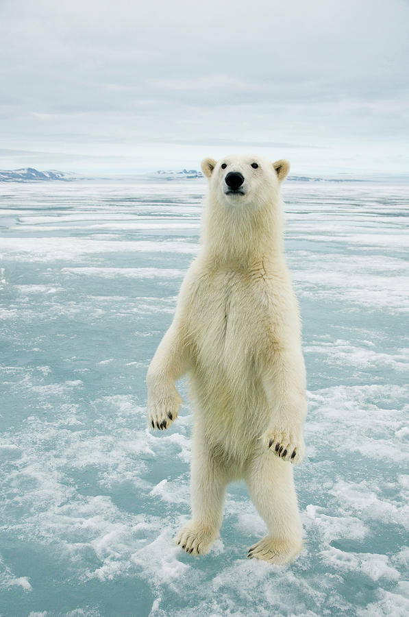 Polar Bear, Ursus Maritimus, Curious Photograph by Steven J. Kazlowski ...