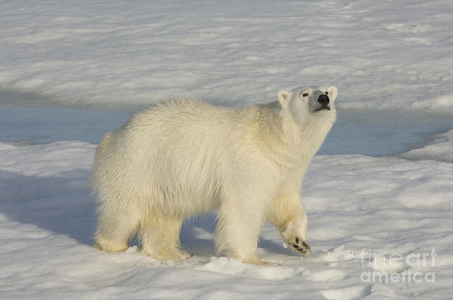 Polar Bear Walking On Ice #2 Photograph by John Shaw