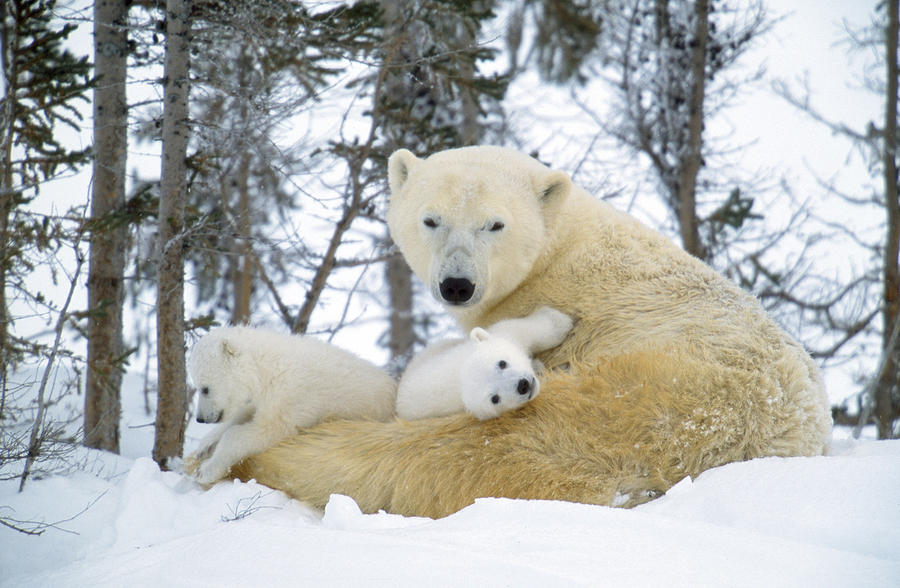 Polar Bear With Cubs Photograph by M. Watson - Pixels