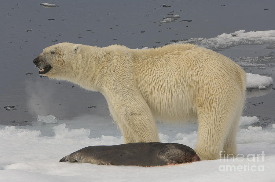 Polar Bear With Fresh Kill Photograph by John Shaw | Fine Art America