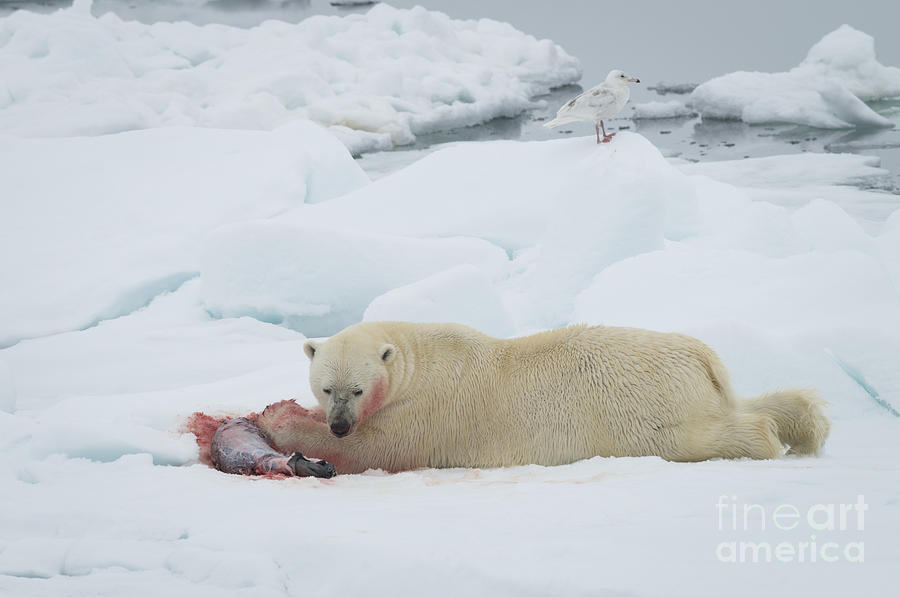 Polar Bear With Seal Kill Photograph By John Shaw