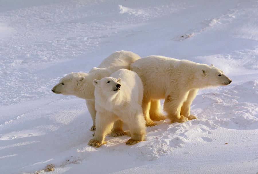 Polar Bears #2 Photograph by Dan Guravich