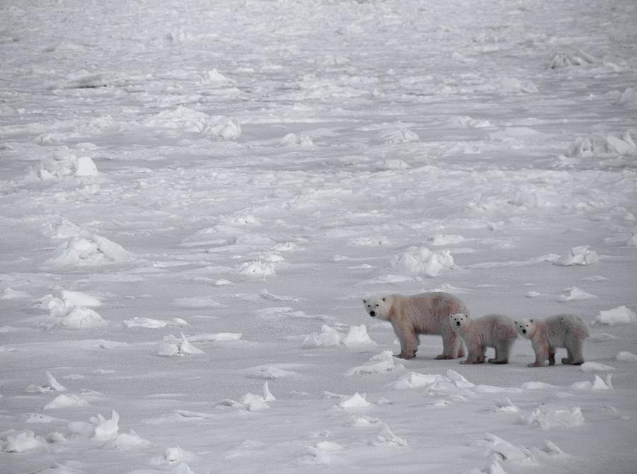 Bear Photograph - Polar Bears #2 by David Woodfall Images/science Photo Library