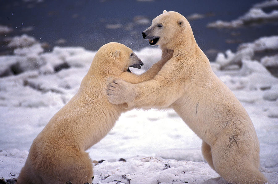 Polar Bears Sparring #2 Photograph by Randy Green