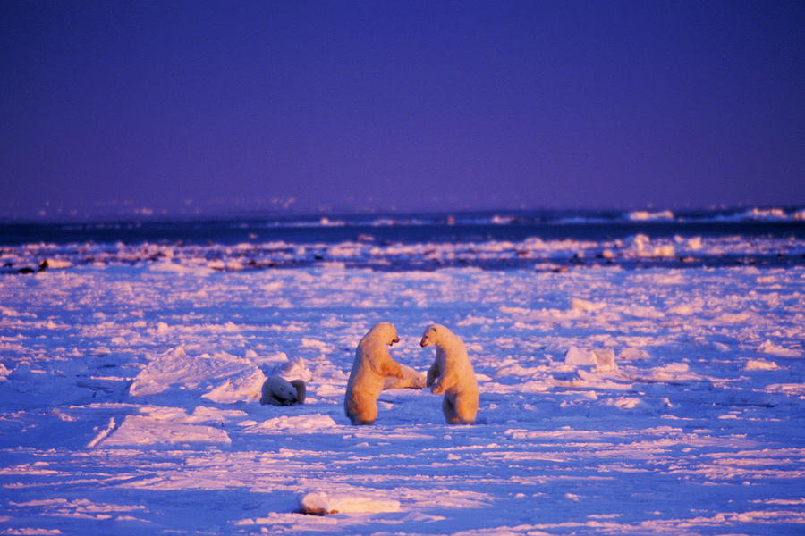 Polar Bears #2 Photograph by Thomas And Pat Leeson