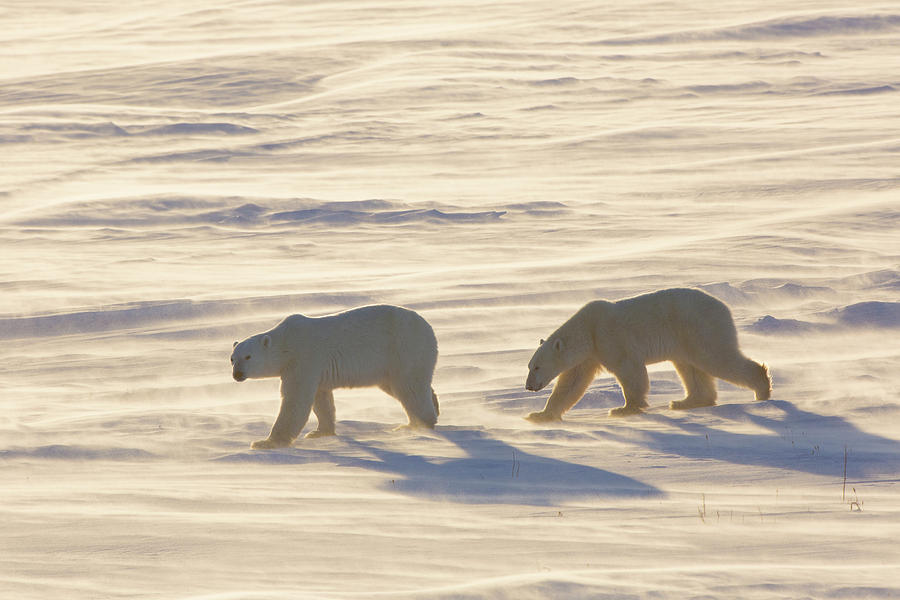 Polar Bears Ursus Maritimus Walking #2 Photograph by Panoramic Images