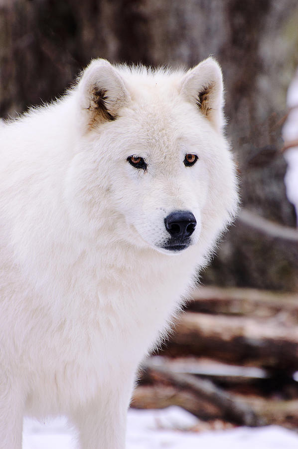 Polar Wolf #2 Photograph by Gary Slawsky