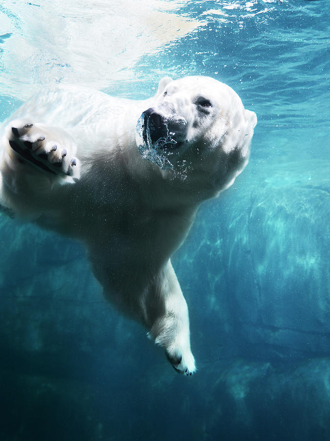 Polarbear In Water #2 Photograph by Henrik Sorensen
