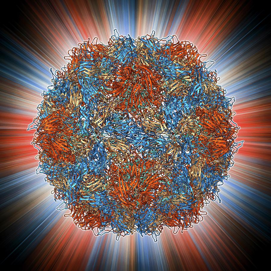 Alpha Helix Photograph - Poliovirus Type 3 Capsid #2 by Laguna Design