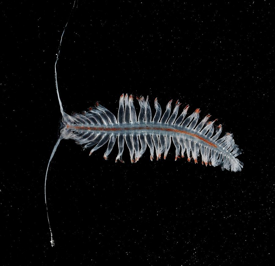 Polychaete Marine Worm Photograph by British Antarctic Survey/science ...