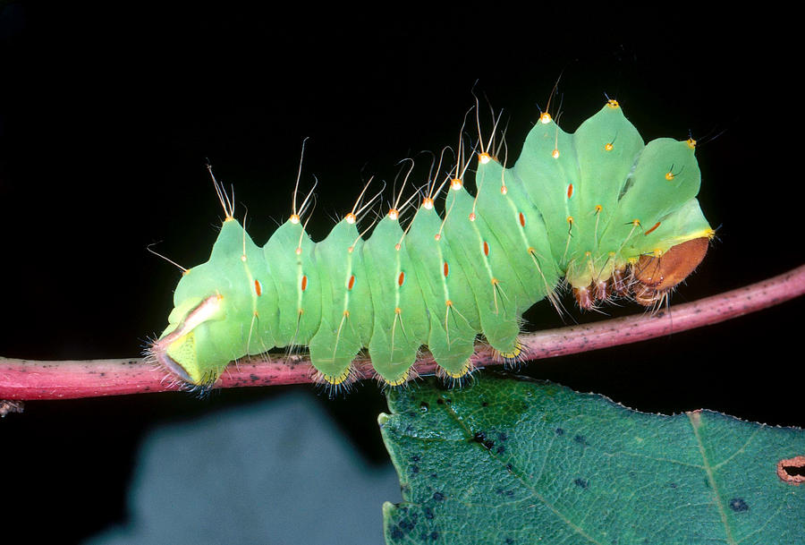 Polyphemus Moth Caterpillar #2 Photograph by Millard H. Sharp