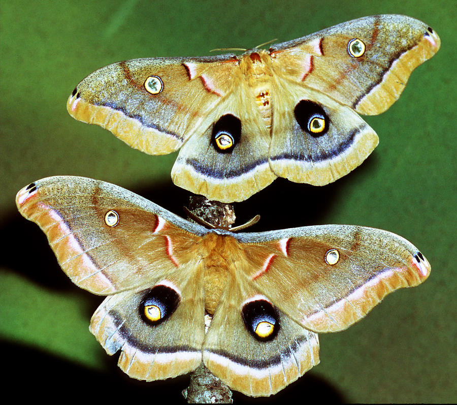 Polyphemus Moths Photograph By Millard H. Sharp - Pixels