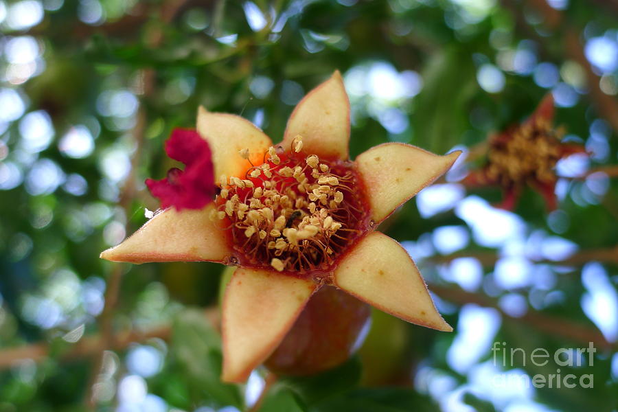 Pomegranate Blossoming Photograph by Nora Boghossian