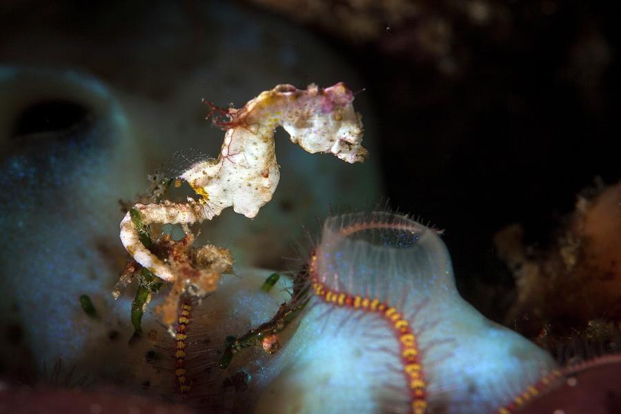 Fish Photograph - Pontohi Pygmy Seahorse #2 by Ethan Daniels