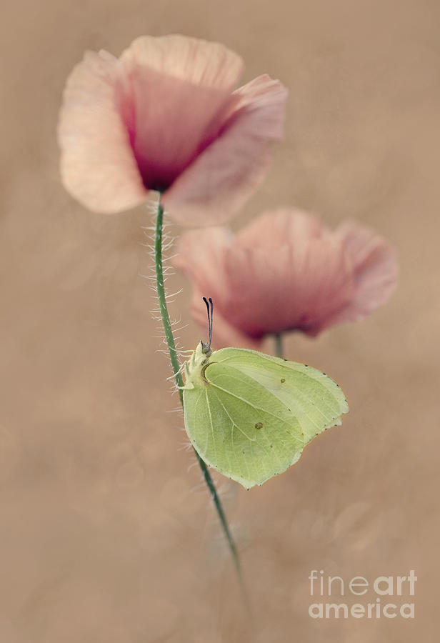 Poppies #3 Photograph by Jaroslaw Blaminsky