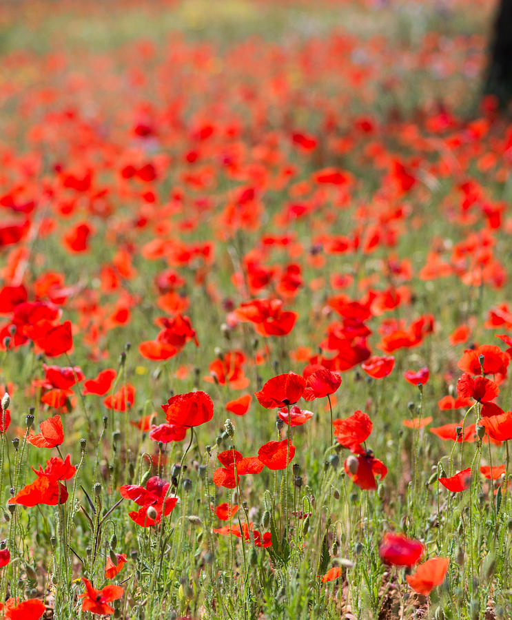 Poppies in Field Photograph by Chay B | Pixels