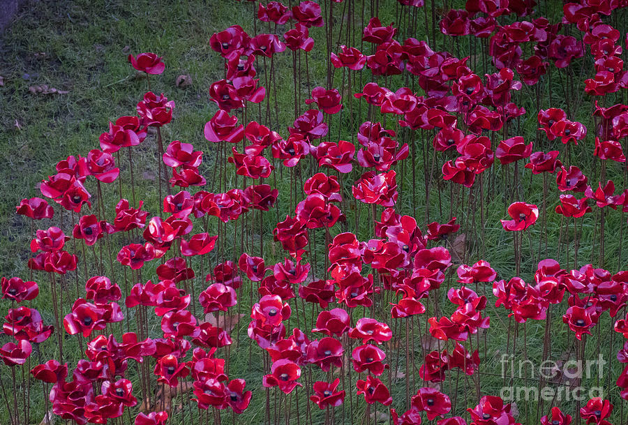 Poppies #2 Photograph by Milena Boeva