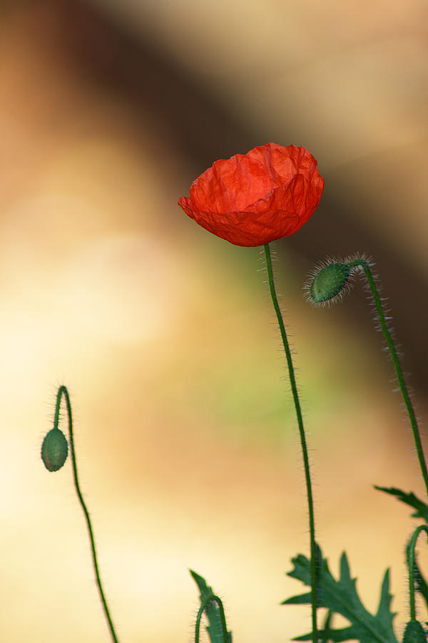 Poppy #2 Photograph by Chris Day