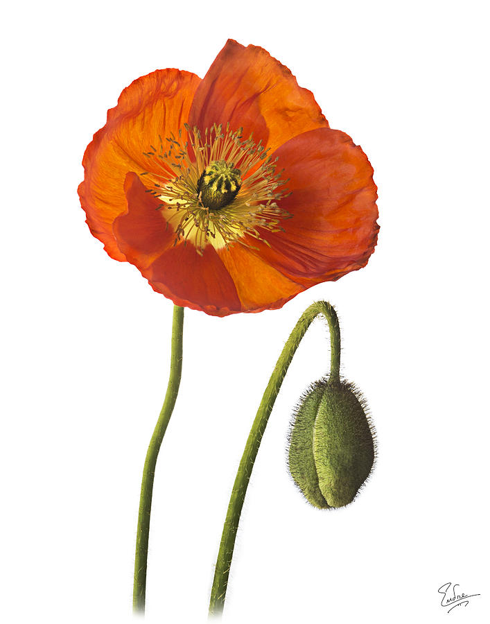 Poppy Photograph by Endre Balogh