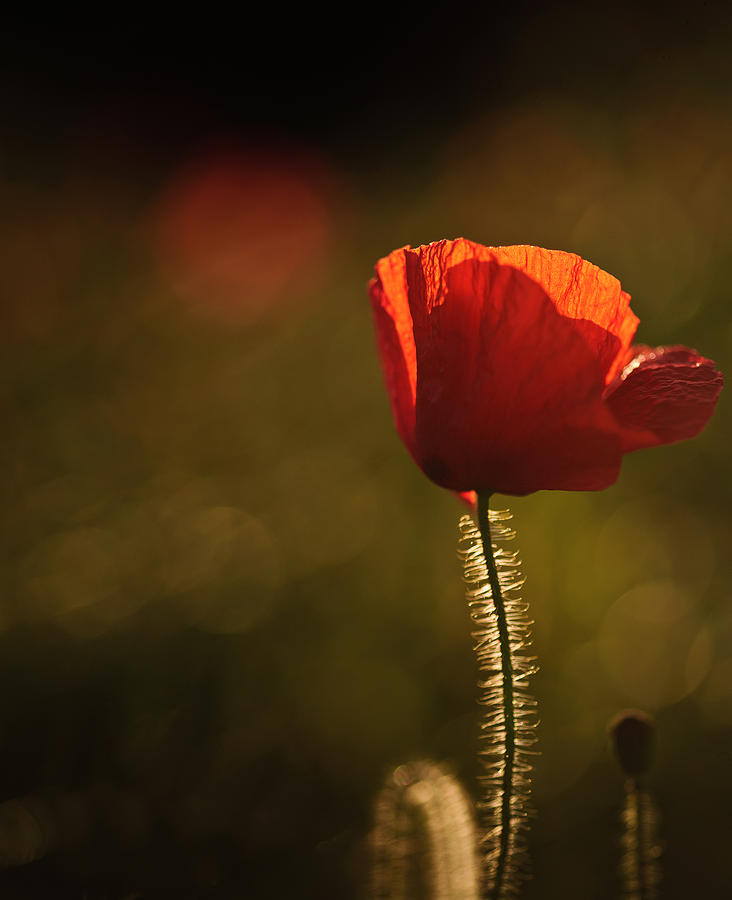 Poppy Field Landscape In English Countryside In Summer Photograph by