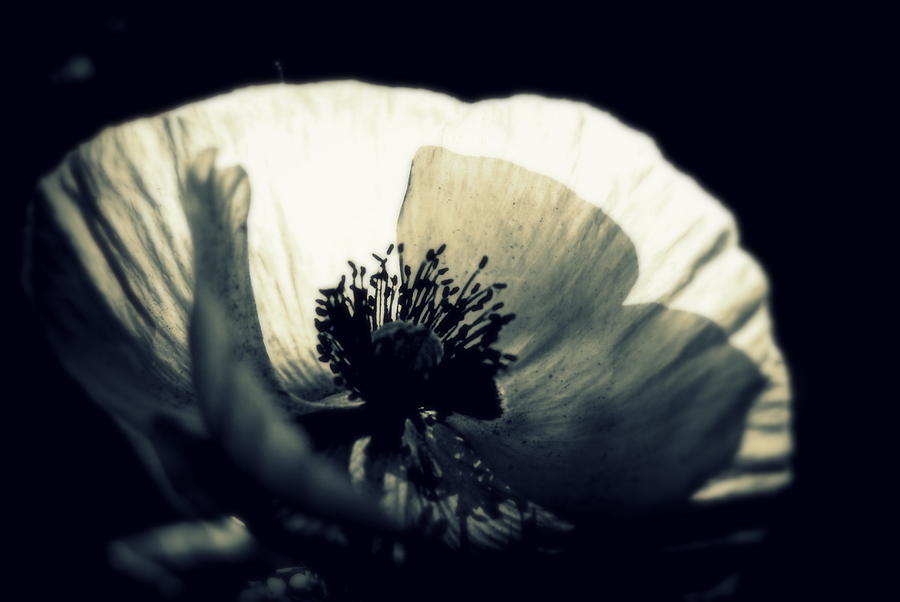 Poppy Photo Black and White Fine Art Flower Photography Photograph by Marysue Ryan