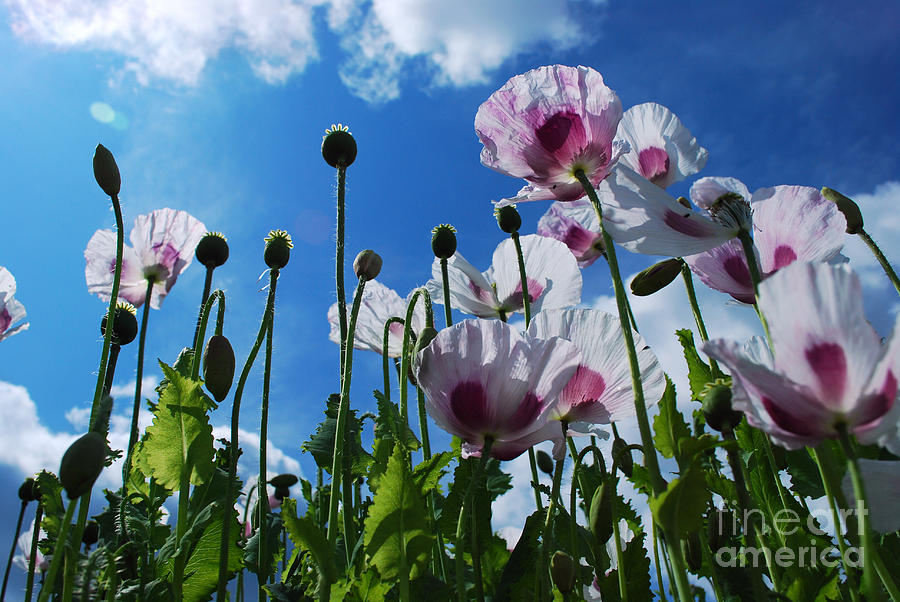 Nature Photograph - Poppy #2 by Sarka Olehlova