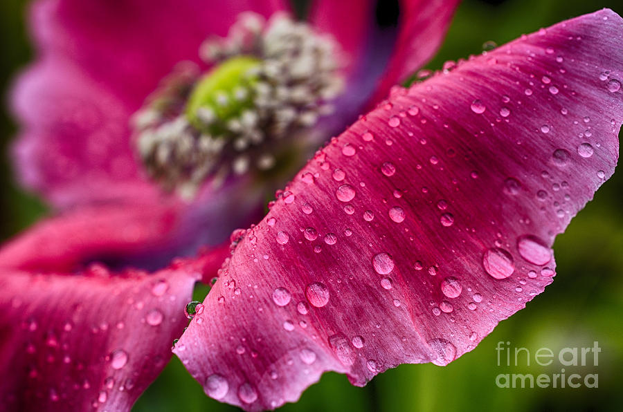 Nature Photograph - Poppy with Raindrops #2 by Thomas R Fletcher