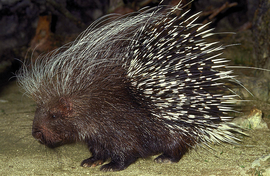 Porc Epic A Crete Hystrix Cristata #2 Photograph by Gerard Lacz - Pixels