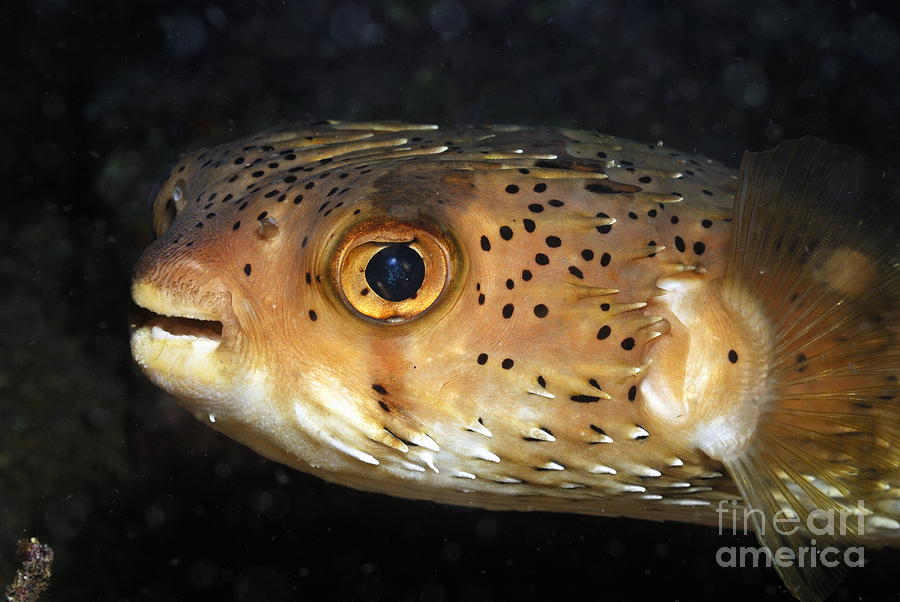 Animal Photograph - Porcupine fish #2 by Sami Sarkis